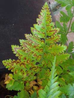 Хвороби та шкідники папороті з фото та описом