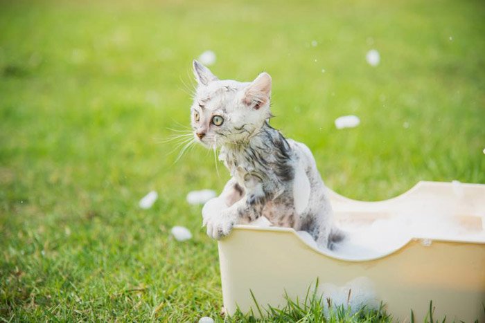 Котячі блохи кусають людей: як з цим боротися