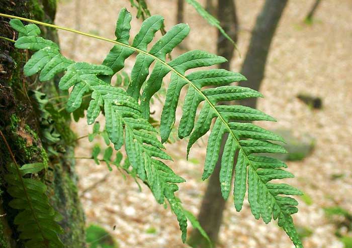 Види папоротей і догляд за ними Види папоротей і догляд за ними