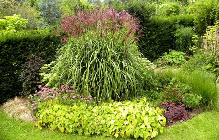 Міскантус в дизайні ланшафтном Міскантус в дизайні ланшафтном