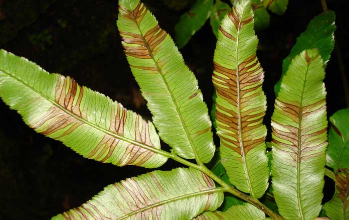 Хвороби та шкідники папороті з фото та описом