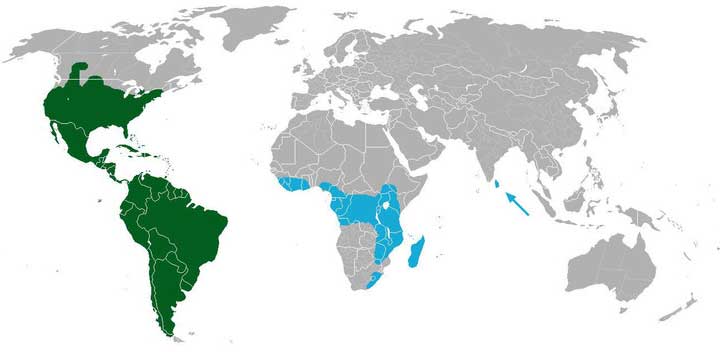 Кактуси – незвичайні рослини Кактуси – незвичайні рослини