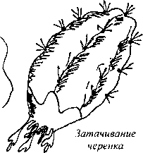 Розмноження кактусів в домашніх умовах «дітками» і живцюванням