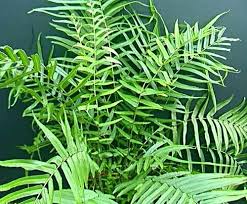 Види папоротей і догляд за ними Види папоротей і догляд за ними