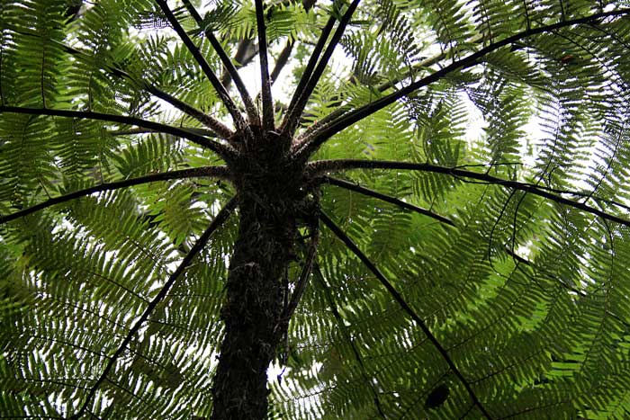 Папороті. Види папоротей