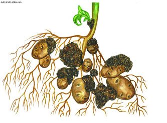 Хвороби і шкідники картоплі та захист від них