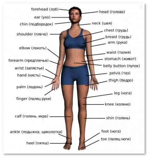 Частини тіла англійською мовою з відео