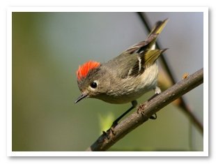 Розподіл англійської лексики по частоті і способом виразу Розподіл англійської лексики по частоті і способом виразу