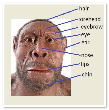 Частини тіла англійською мовою з відео