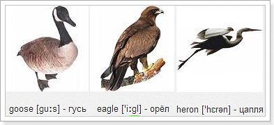 Назва птахів на англійській мові в таблиці з перекладом Назва птахів на англійській мові в таблиці з перекладом