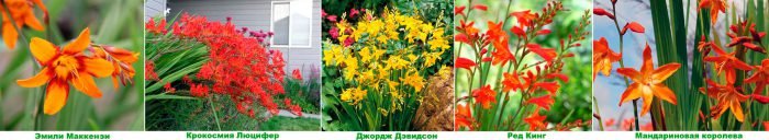 Крокосмия (монтбреция): посадка і догляд у відкритому грунті, види і сорти з фото