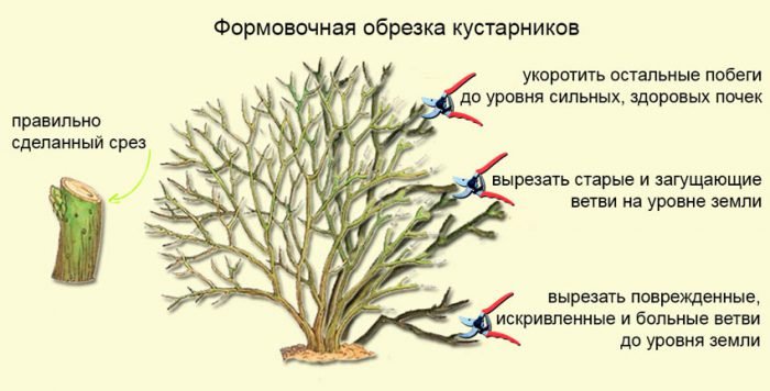 Перстач: посадка і догляд у відкритому грунті, вирощування з насіння, види і сорти з фото