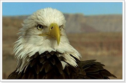 Назва птахів на англійській мові в таблиці з перекладом