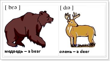 Тварини на англійській мові з перекладом в картинках