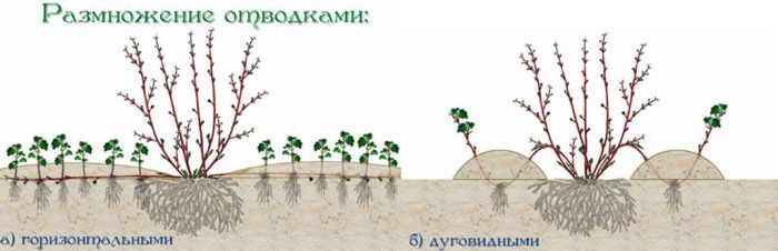 Мигдаль: посадка і догляд у відкритому грунті, вирощування в саду