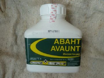 Опис і ефективні заходи боротьби з дубової блошкой Опис і ефективні заходи боротьби з дубової блошкой