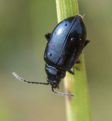 Опис і ефективні заходи боротьби з дубової блошкой