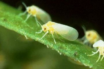 Ефективна боротьба з шкідниками розсади перцю: трипсами, білокрилка, капустянками