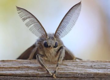 Ефективні заходи боротьби з гусеницями непарного шовкопряда