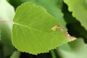 Опис і ефективні заходи боротьби з дубової блошкой