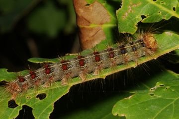 Ефективні заходи боротьби з гусеницями непарного шовкопряда