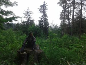 Сонник Пень дерева у сні бачити до чого сниться?