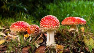 Сонник Отруєння людини отрутою у сні бачити до чого сниться?