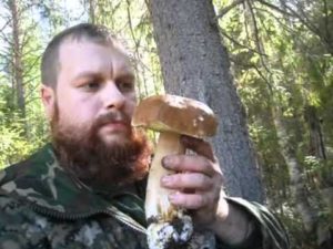 Сонник гриби Боровики збирати в сні бачити до чого сняться?