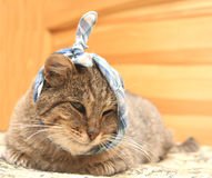 Сонник Хворий Кіт у сні бачити до чого сниться?