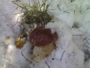 Сонник гриби Боровики збирати в сні бачити до чого сняться?