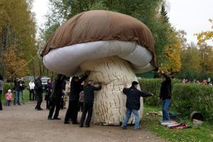 Сонник гриби Боровики збирати в сні бачити до чого сняться?