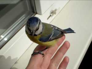 Сонник Підвіконня: витирати, мити у сні бачити до чого сниться?