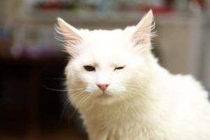 Сонник Хворий Кіт у сні бачити до чого сниться?