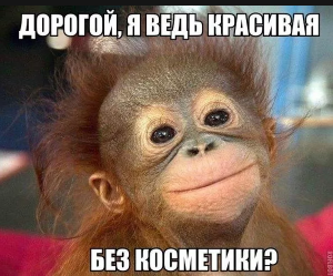 Смішні картинки для Вайбера: весела колекція