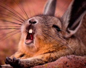 Картинки і аватарки для групи в Вайбере