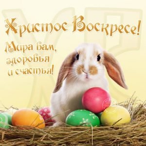 Листівки, відео, привітання для Вайбера: завантажити безкоштовно