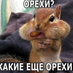 Картинки для Вайбера: завантажити безкоштовно можна у нас!
