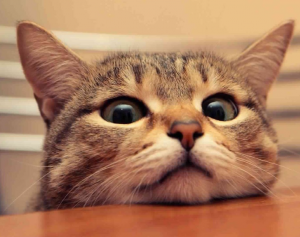 Картинки і аватарки для групи в Вайбере