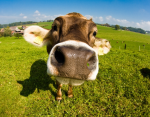 Аватарки для Вайбера скачати безкоштовно: вибирай!