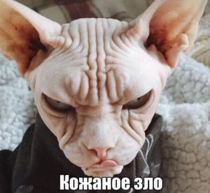 Смішні картинки для Вайбера: весела колекція