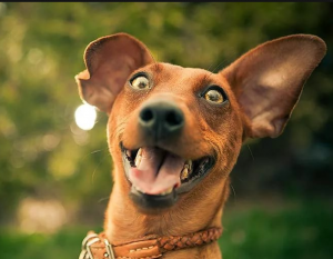 Аватарки для Вайбера скачати безкоштовно: вибирай!