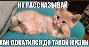 Смішні картинки для Вайбера: весела колекція