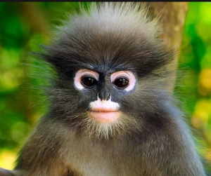 Картинки і аватарки для групи в Вайбере