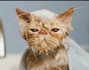 Картинки і аватарки для групи в Вайбере