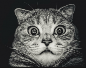 Аватарки для Вайбера скачати безкоштовно: вибирай!