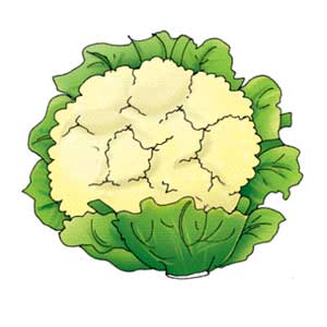 Англійська в картинках для дітей: вивчаємо лексику першорядної важливості