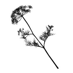 Англійська в картинках для дітей: вивчаємо лексику першорядної важливості