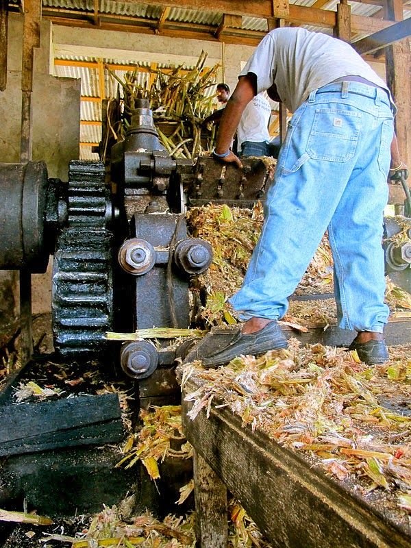 Історія рома: походження міцного алкогольного напою піратів, відважних моряків і справжніх чоловіків, а також його детальна класифікація
