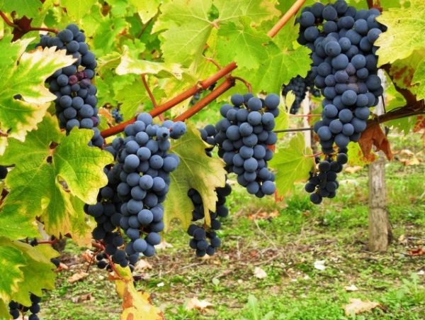 Каберне Совіньйон (Cabernet Sauvignon): опис, технологія виготовлення, види і правила вживання всесвітньо відомого червоного сухого вина