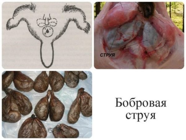 Як приготувати боброву струмінь: рецепт настоянки на горілці в домашніх умовах Як приготувати боброву струмінь: рецепт настоянки на горілці в домашніх умовах
